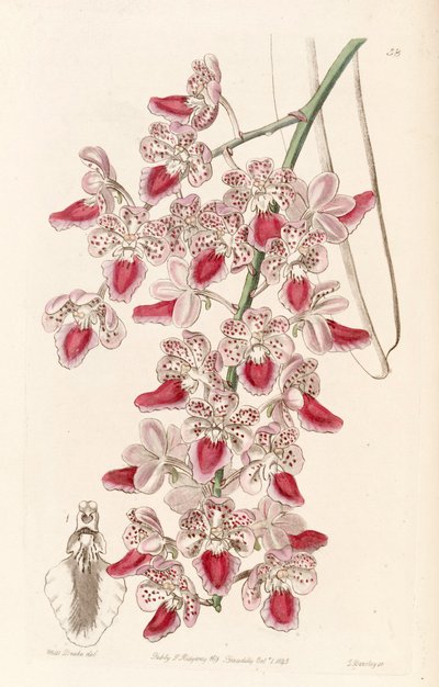 Aerides maculosa by Miss Drake